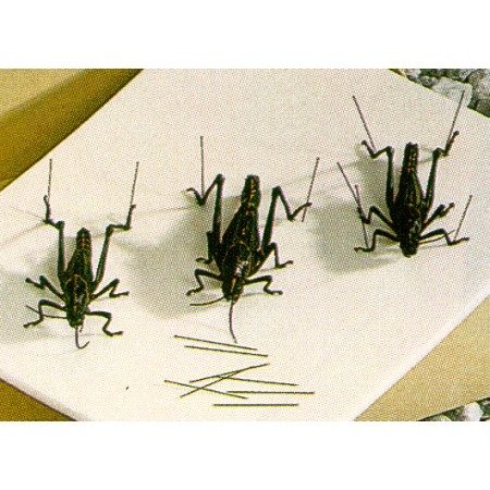 Entomology Pins