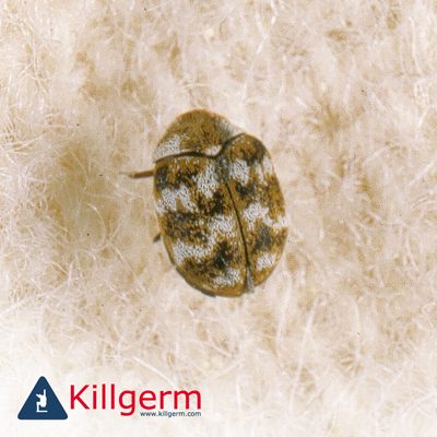 Carpet Beetle