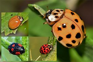 Harlequin ladybird traps